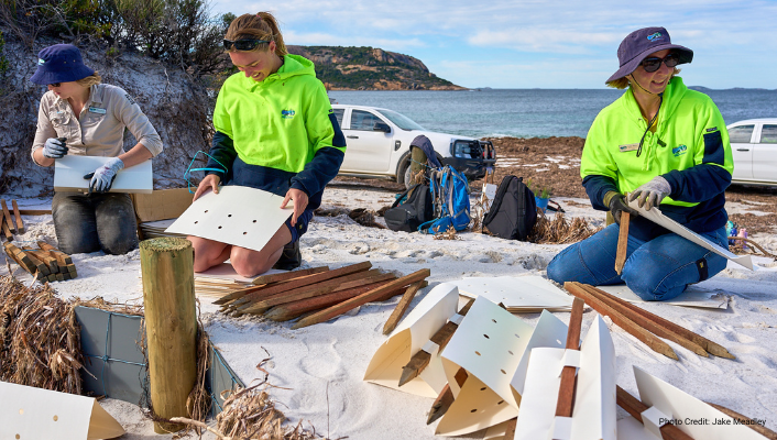 Three Shire Environmental staff members kneel in the sand dunes, constructing plant shelters to go around seedlings. In the background are work cars, a beautiful beach covered in seaweed, and an island out to sea.