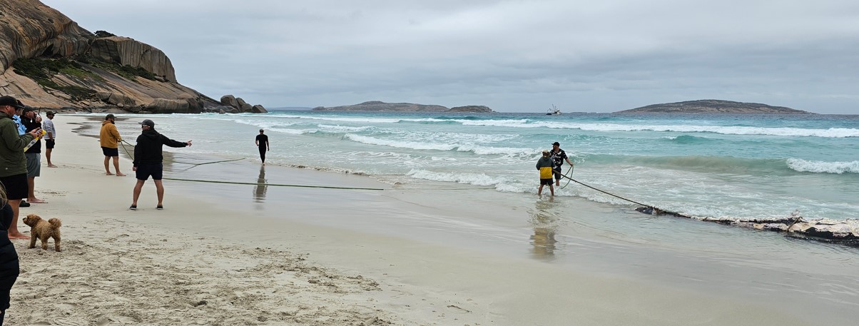 People on a beach work together to attach rigging to a whale carcass