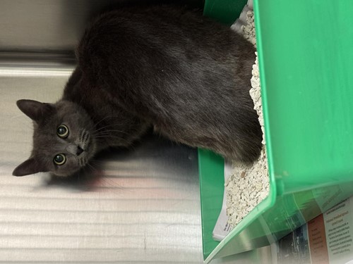 Photo for animal #70