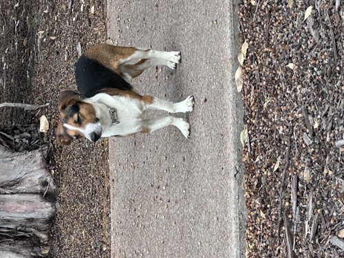 Photo for animal #73