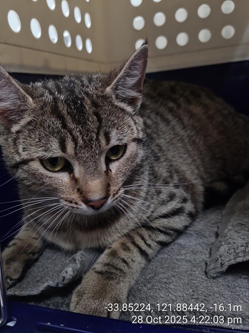 Photo for animal #67