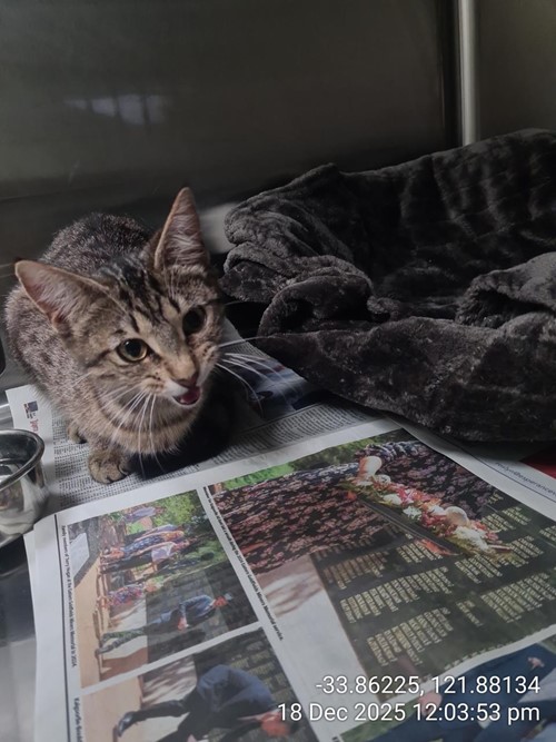 Photo for animal #74