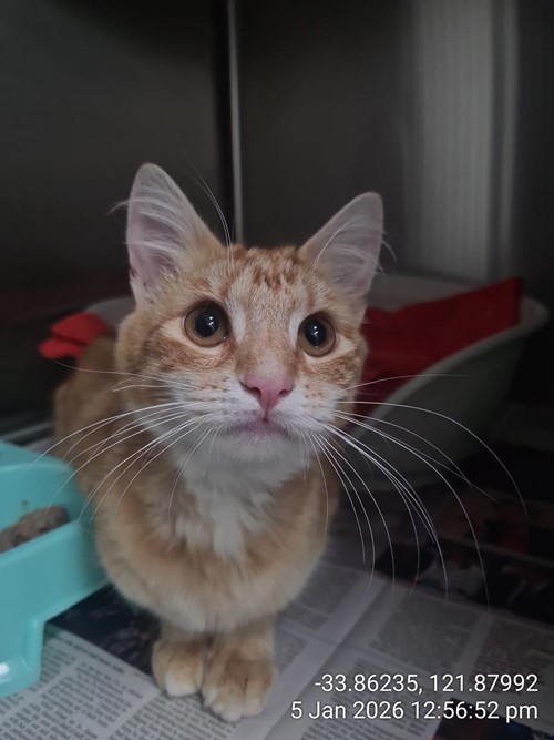 Photo for animal #78