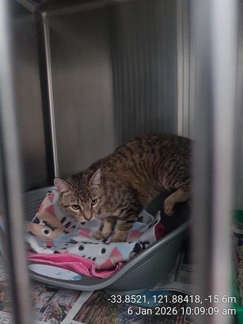 Photo for animal #79