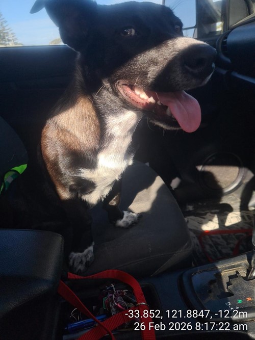 Photo for animal #86