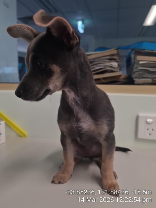 Photo for animal #87