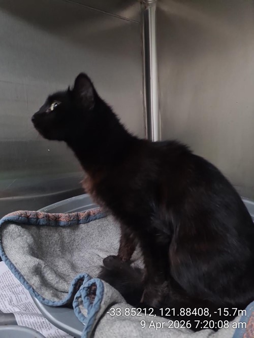 Photo for animal #88