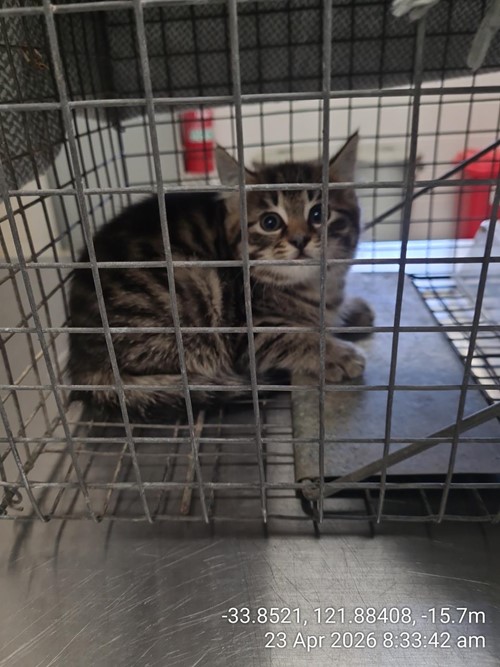 Photo for animal #89