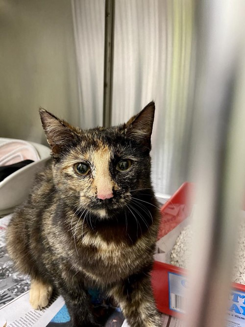 Photo for animal #68