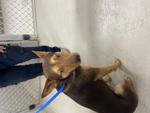 Photo for animal #72