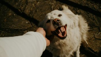 Pet Sterilisation Program 2026 Now Open