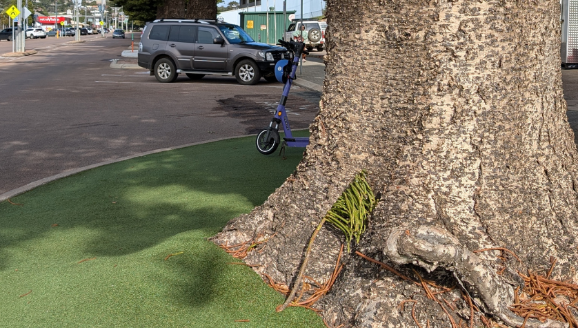 Caring for the Pines