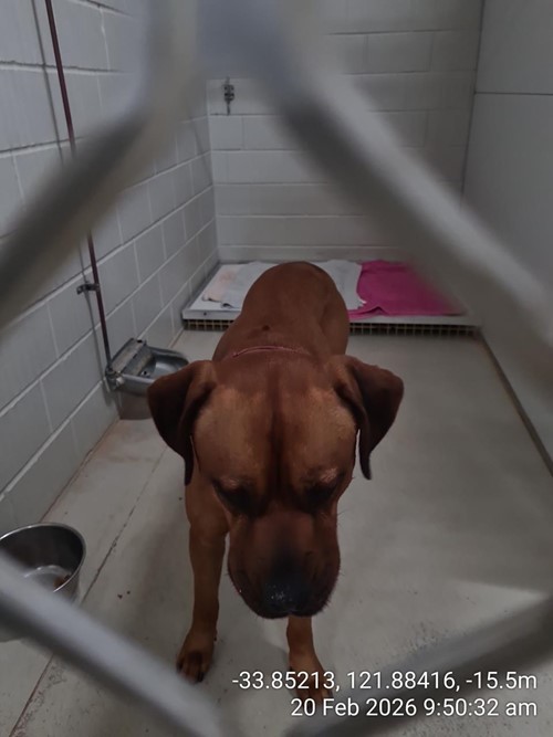 Photo for animal #85