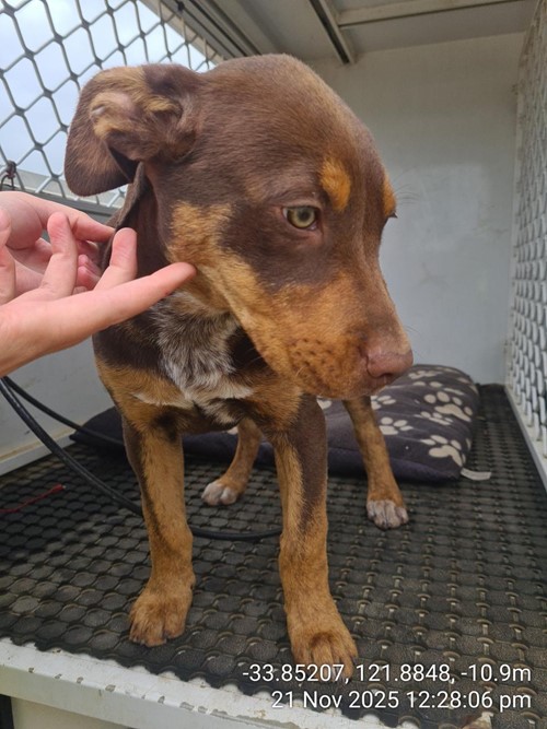 Photo for animal #71