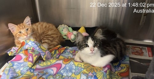 Photo for animal #76