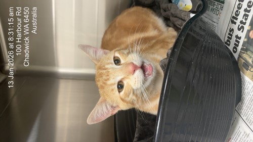 Photo for animal #80