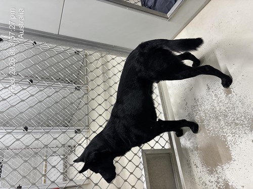 Photo for animal #83